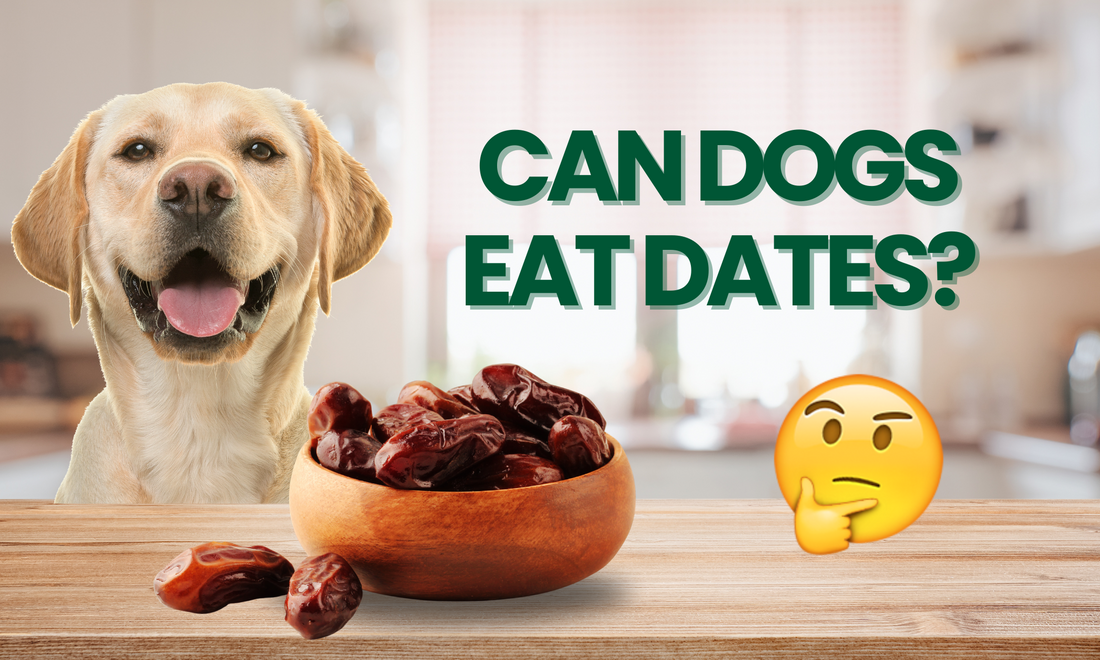 Can Dogs Eat Dates? Understanding Safe and Healthy Treats for Your Furry Friend
