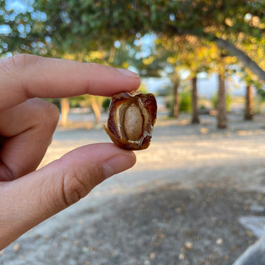 Hand Holding Brown Bahri Date With Pit