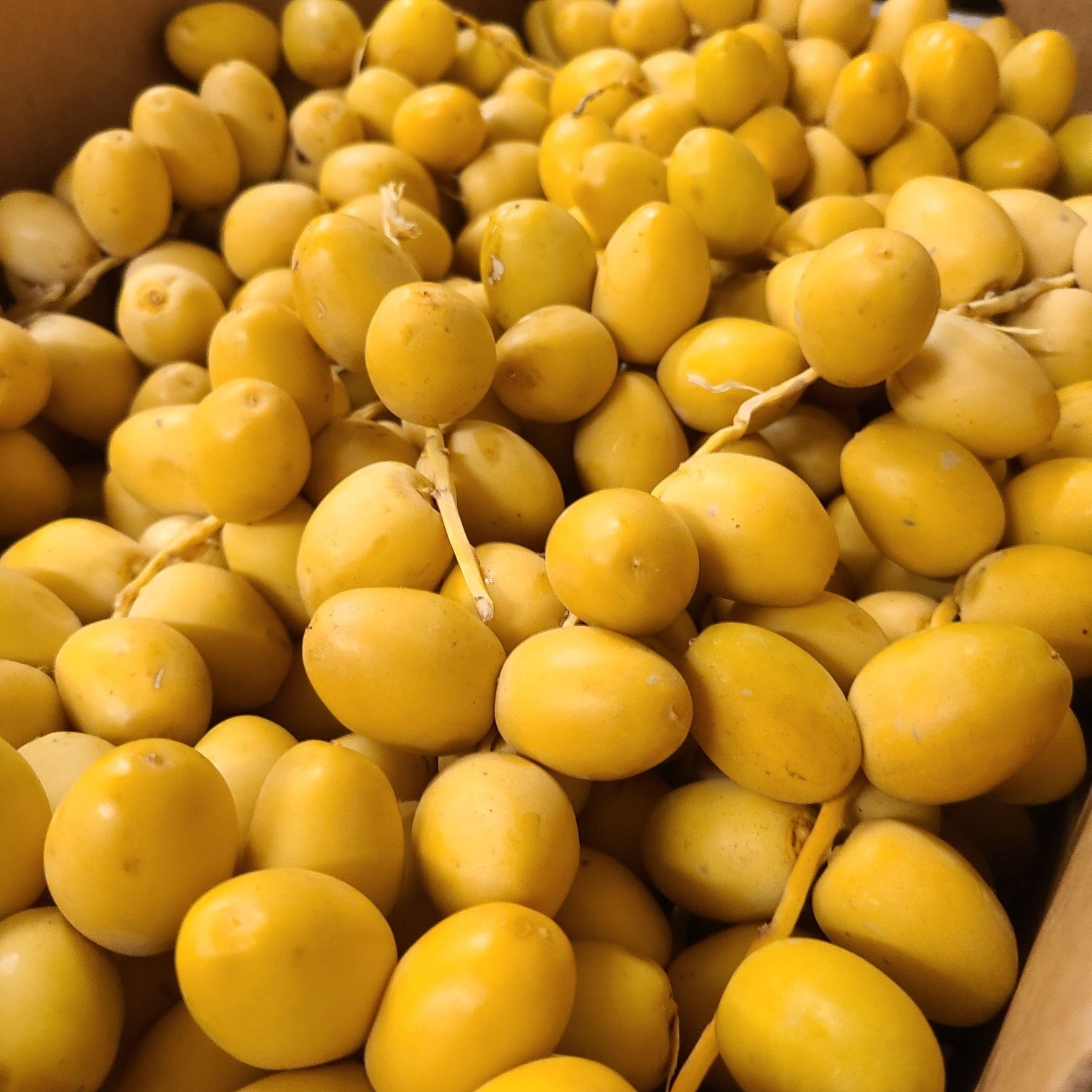 Khalal Yellow Barhi Dates Medjool Days khalal-yellow-barhi-dates-medjool-days