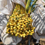 Close‑up of khalal‑stage dates still on the date‑palm branch showing natural ripening