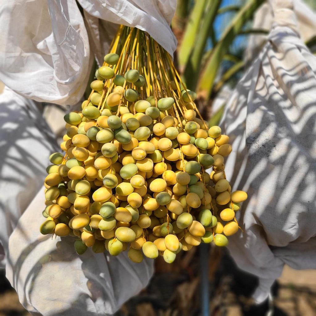 Yellow Barhi Dates - Khalal Stage